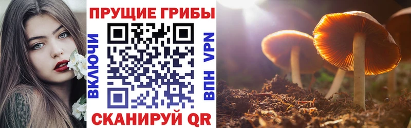 закладки  Чусовой  Псилоцибиновые грибы Psilocybine cubensis 